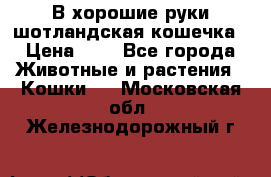 В хорошие руки шотландская кошечка › Цена ­ 7 - Все города Животные и растения » Кошки   . Московская обл.,Железнодорожный г.